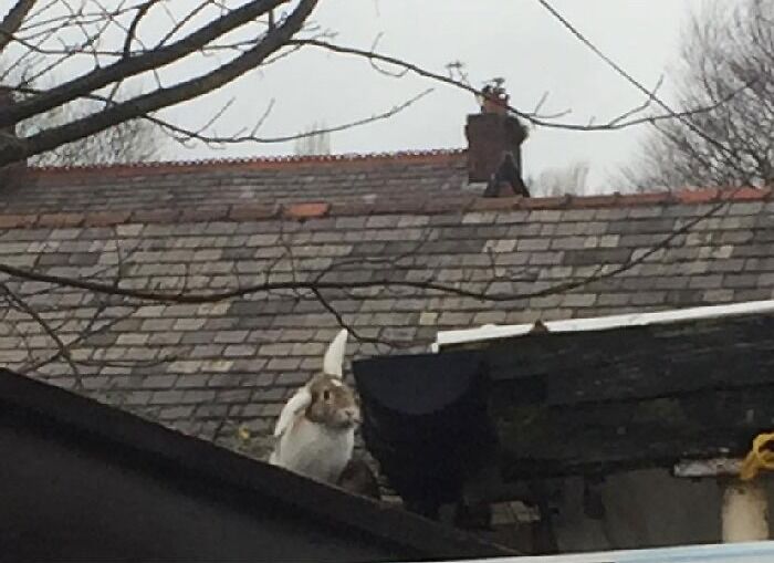 Couldn’t Find Him Anywhere, Then Look Up And There He Is… On The Garage Roof!!!