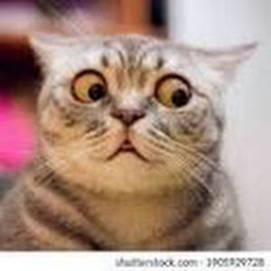 corlissbischoff avatar