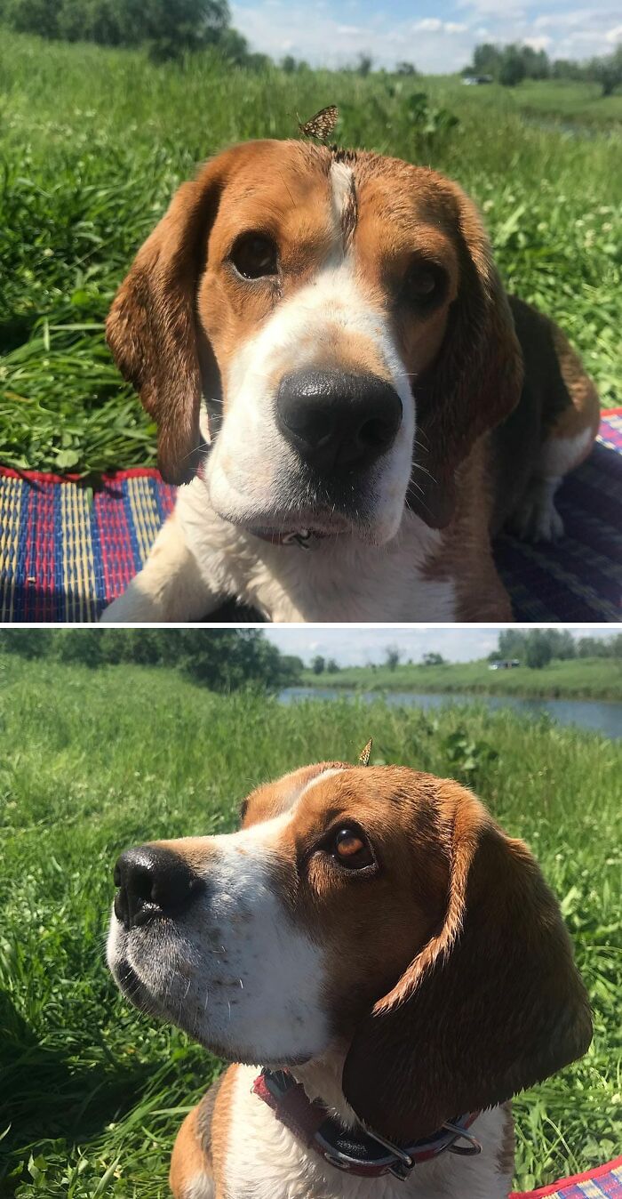 Dog with a butterfly on his head and nose