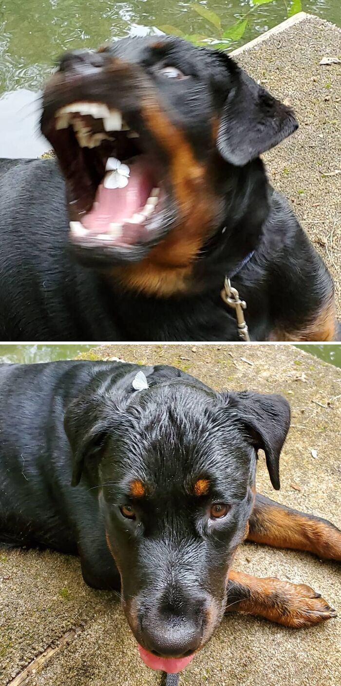 Dog catching a butterfly