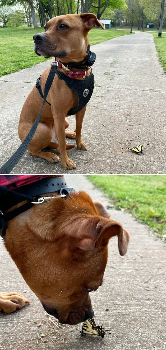 Dog sniffing a butterfly