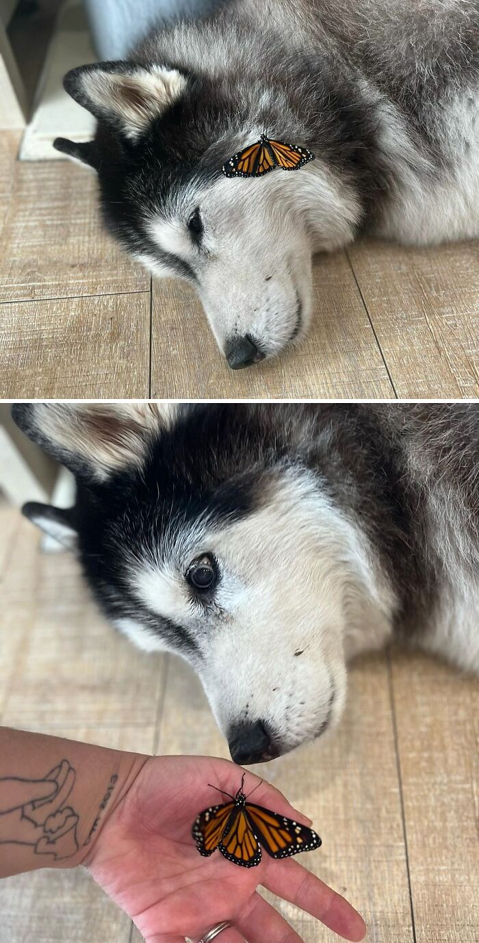 Dog sleeping with a butterfly on his fur