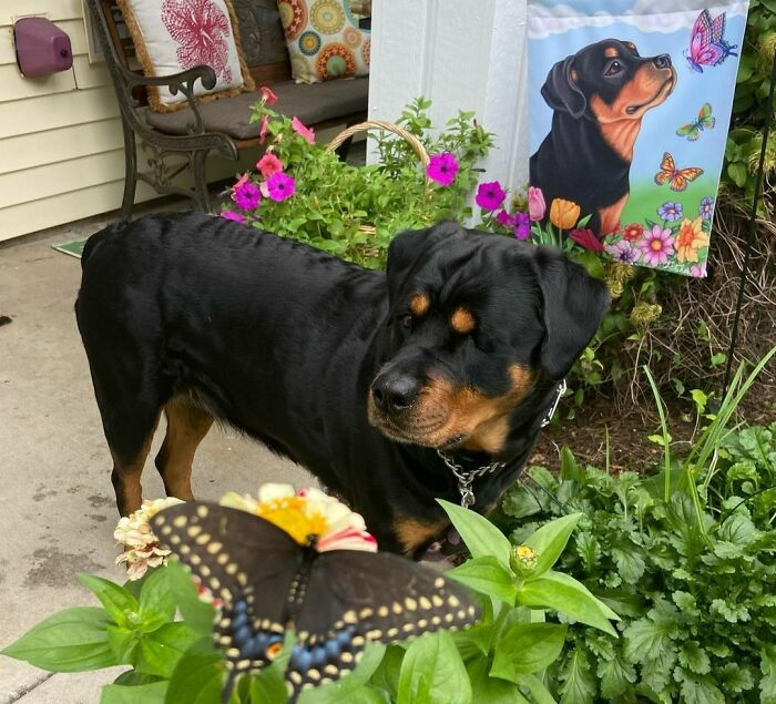 Dog looking at a butterfly