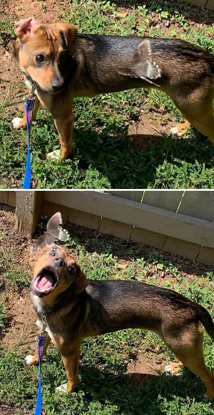 Dog playing with a butterfly