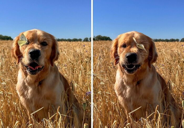 Photo of the dog and a butterfly