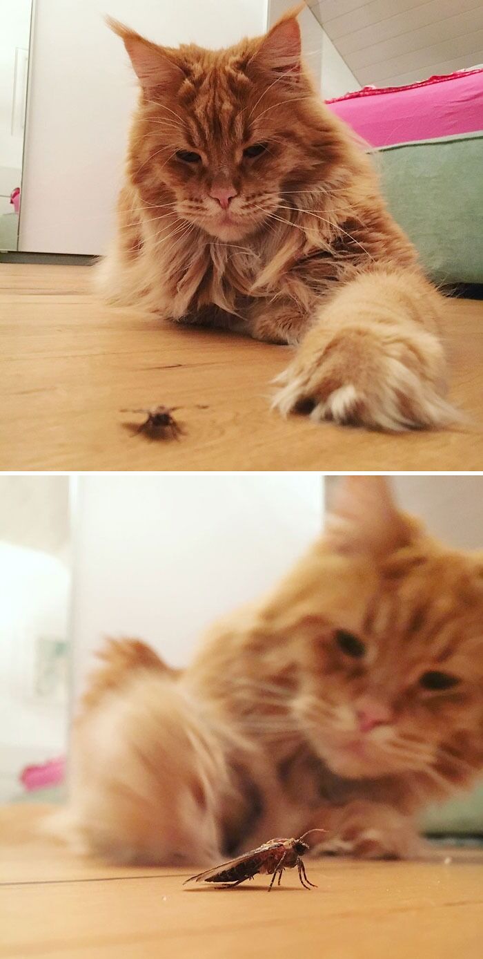 Cat trying to catch a butterfly