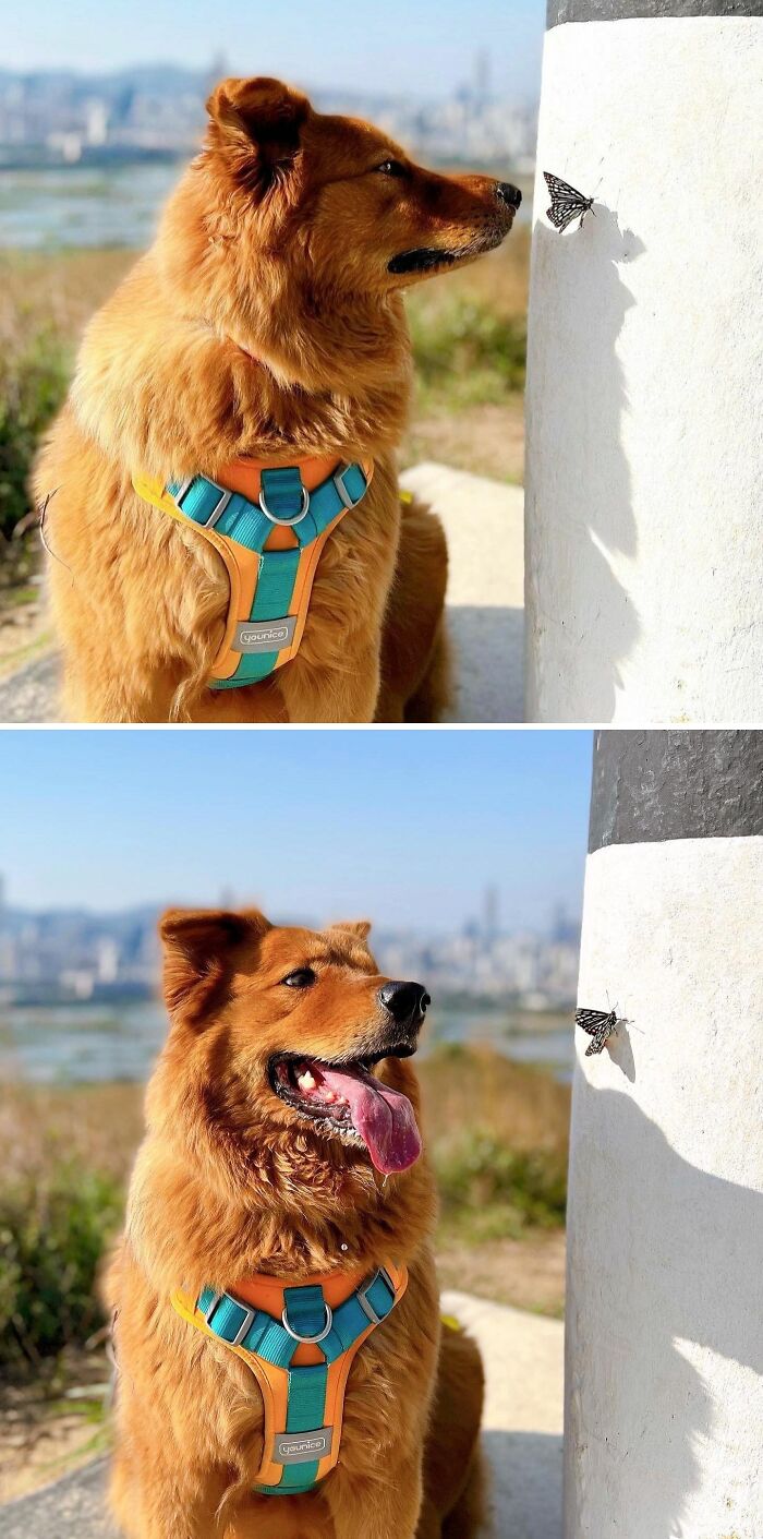 Dog looking at a butterfly