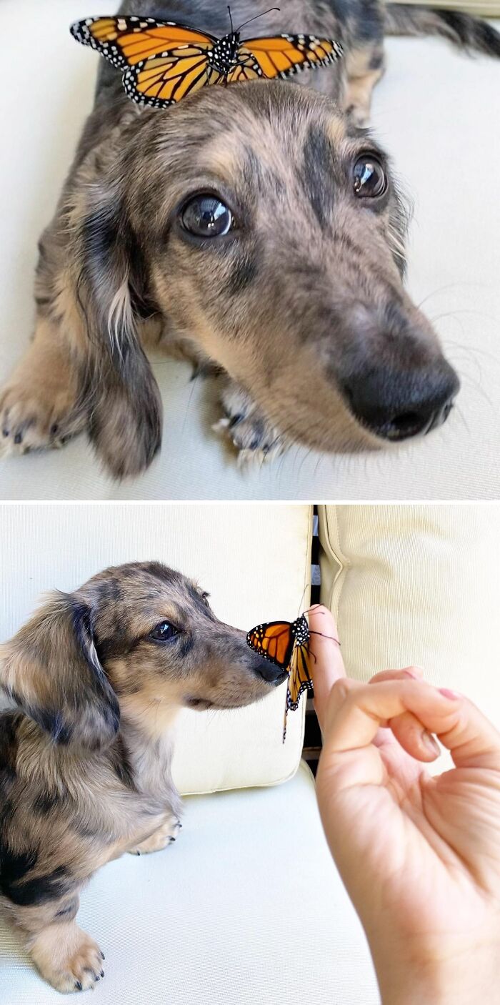 Dog playing with a butterfly