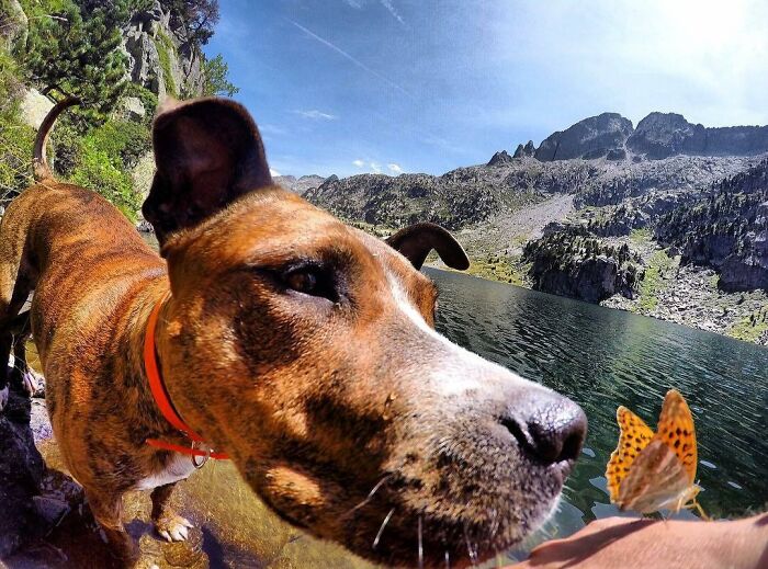 Dog trying to smell a butterfly