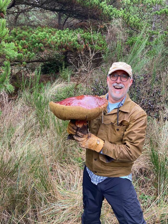 Massive Bolete