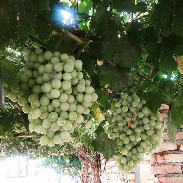This Is The Time Of The Year Of High Temp And Nice Grapes. Grandpa's House Has Great Bunch Of Grape