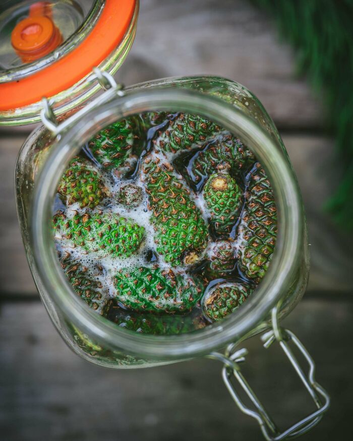 New Favorite Fermented Drink: Unripe Pinecone Wild Soda