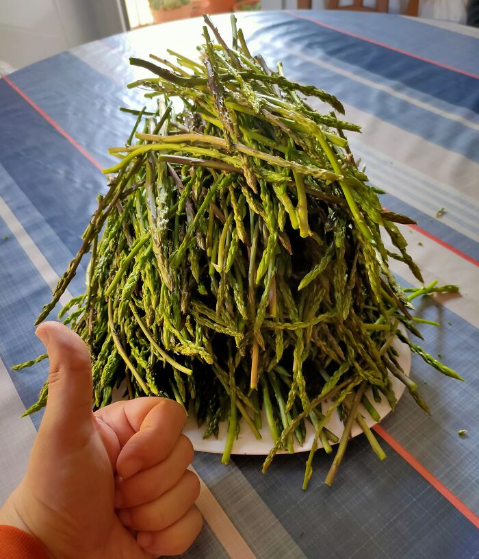 So Today I Have Found A Couple Dozens Of Asparagus Or So