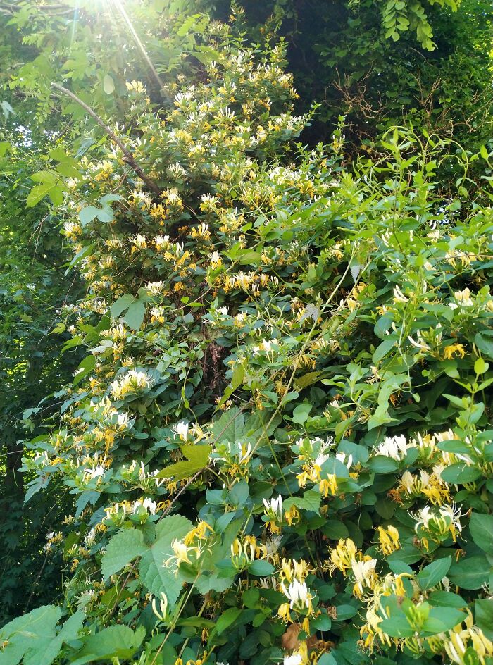 I Made Honeysuckle Ice Cream And It Was So Good It Almost Made Me Cry