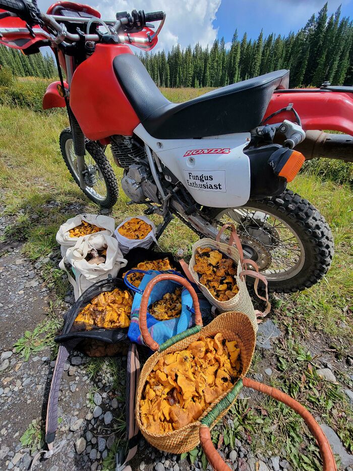 We Found A Few Chantrels Yesterday