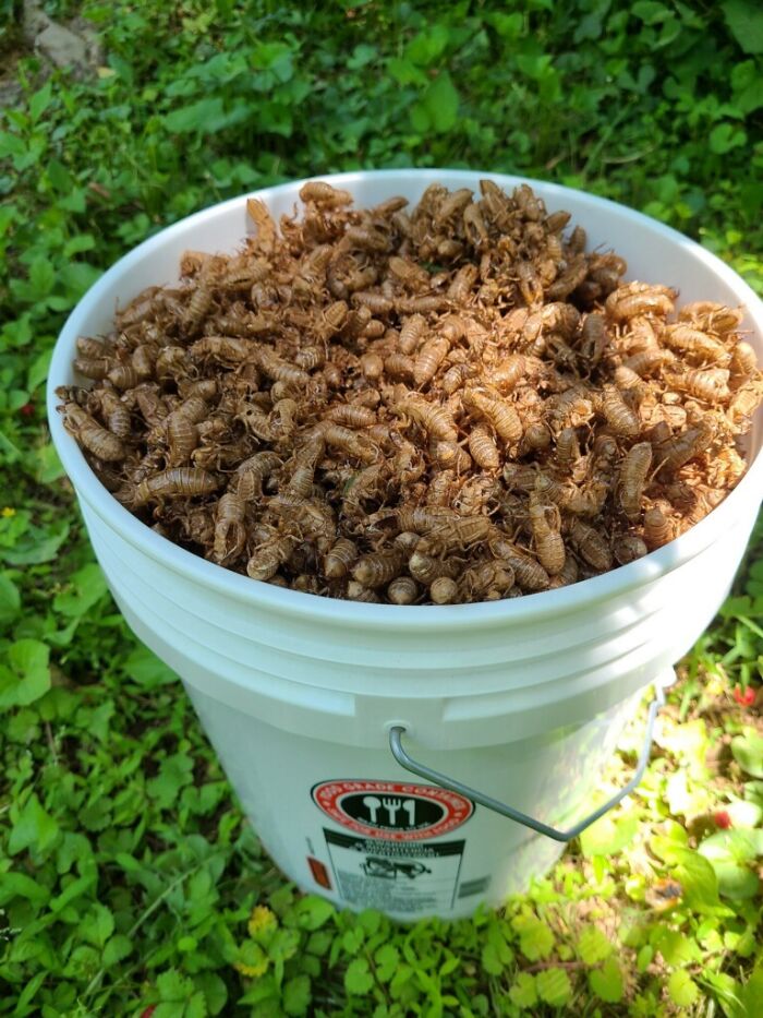 Now For Something Different: My Sister Foraged This Summer's Cicada Shells For Her Bff's Soapmaking Business