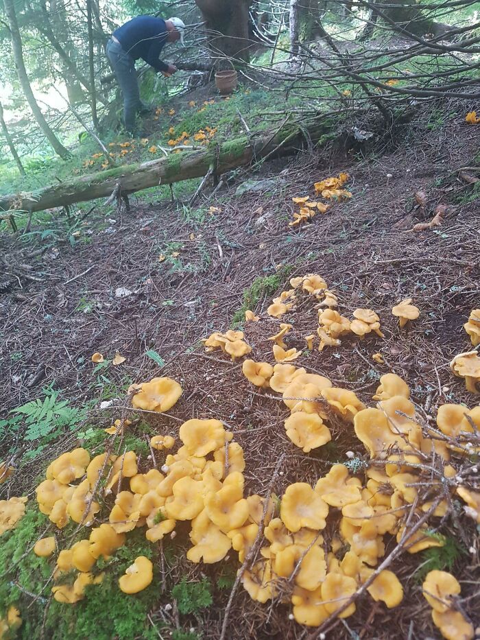 Today Was A Good Day! Brought My 71 Year Old Father Out For His First Time Picking Mushrooms