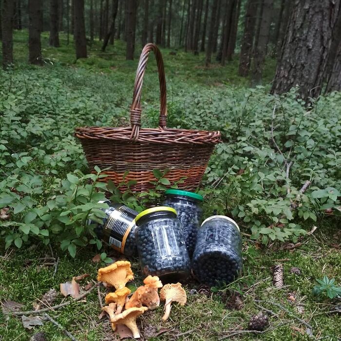 Good Day In The Forest 