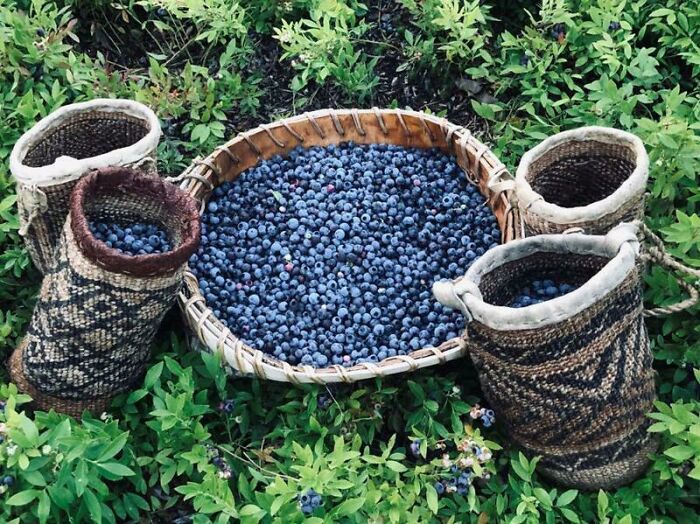 Wild Bloobs! Harvested In Baskets I Made This Winter