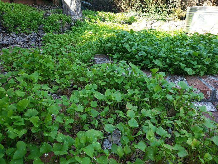 Hubbs: "Why Haven't You Weeded The Yard?" Me: "Do You Mean The Salad Patio?"