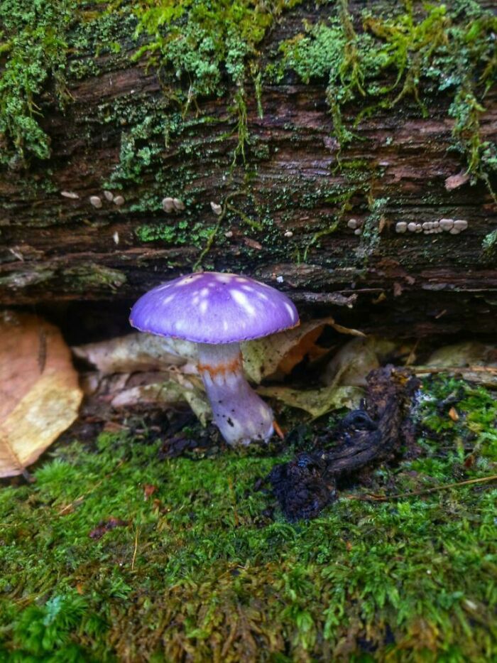 Friends Dad Found This