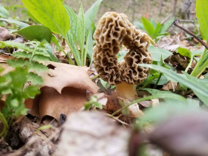 Donut Shroom... Not Broken Grew Like This!