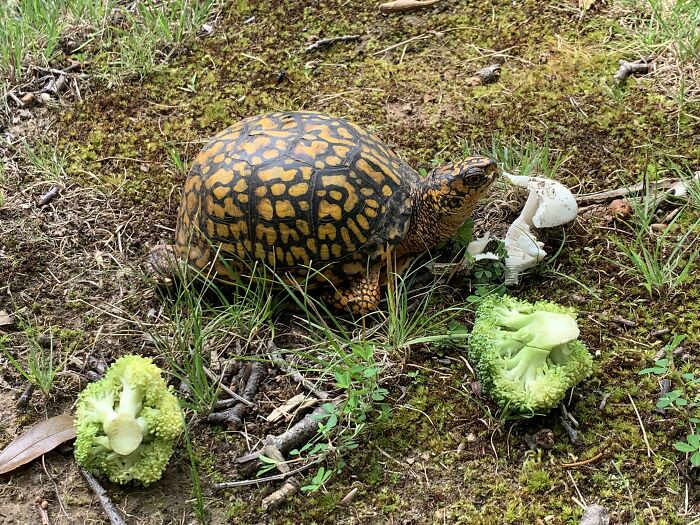 Foraged Some Mushrooms Today And Then A Weird Primate Tossed Broccoli At Me
