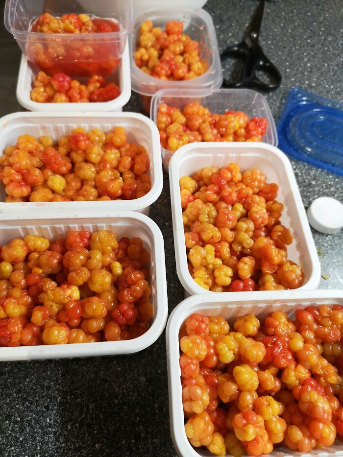 Cloudberrys Above The Polar Cirkle, Norway