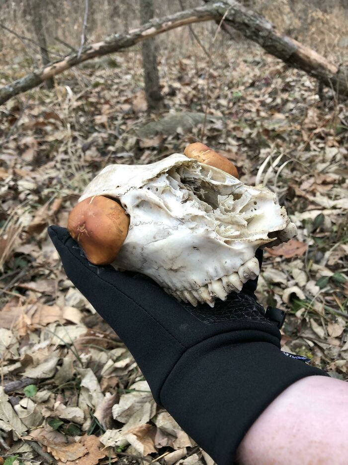 A Fungal Zombie Deer Emerges From The Leaf Litter. Please Roll For Initiative