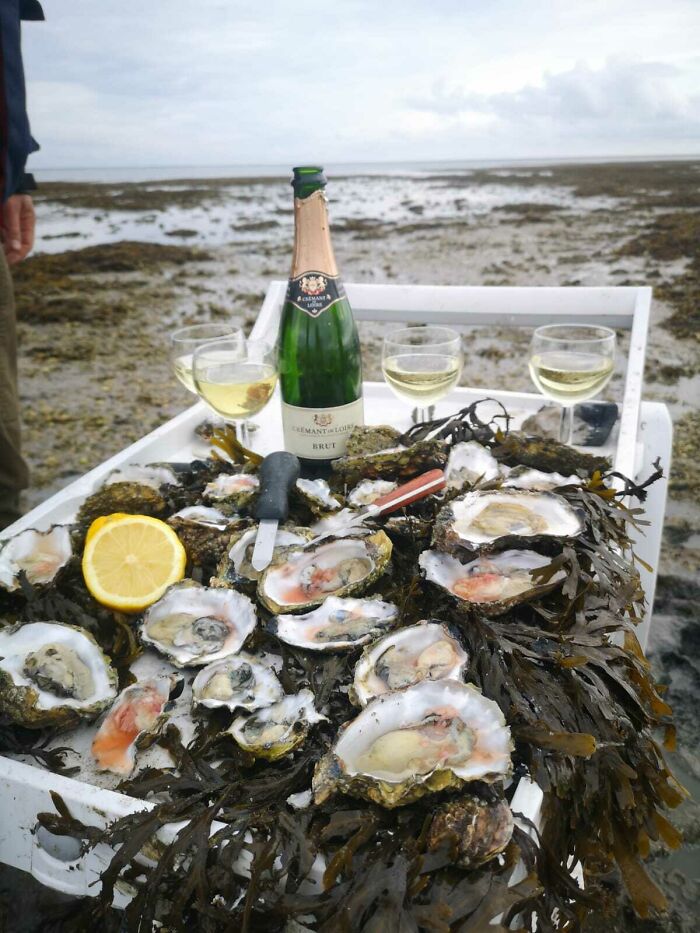 Little Private Oyster Feed At An Oyster Bank In Denmark 