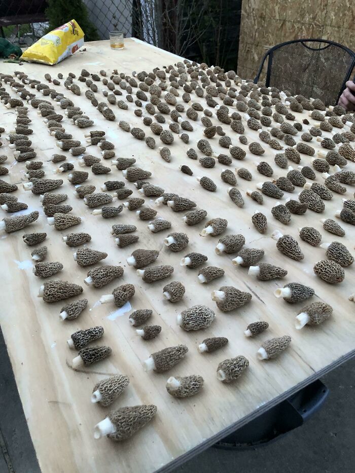 These Were All Surrounding One Dead Elm