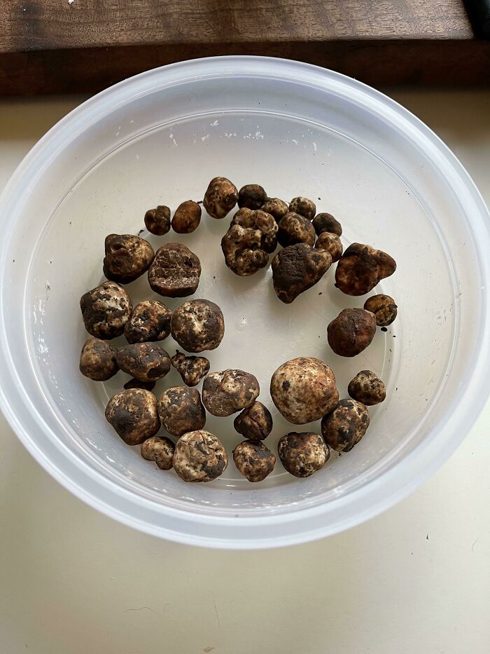 A Few Oregon White Truffles We Found This Afternoon