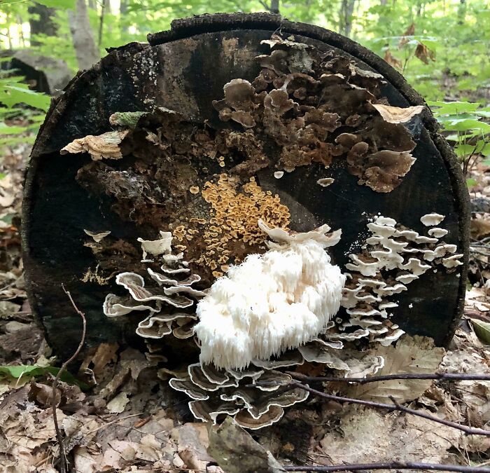 Found A Nice Little Ensemble In The Woods Today