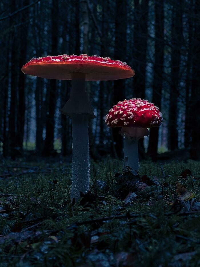 Found This Beauties In My Forest