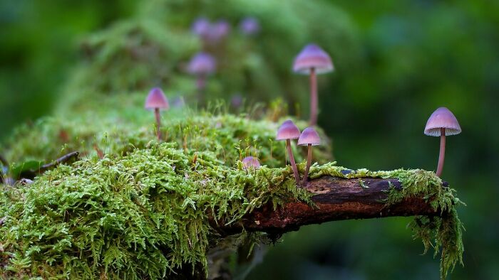 Mushrooms Are The Most Beautiful Living Thing