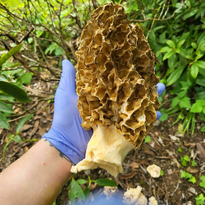 Largest Morel I've Ever Seen