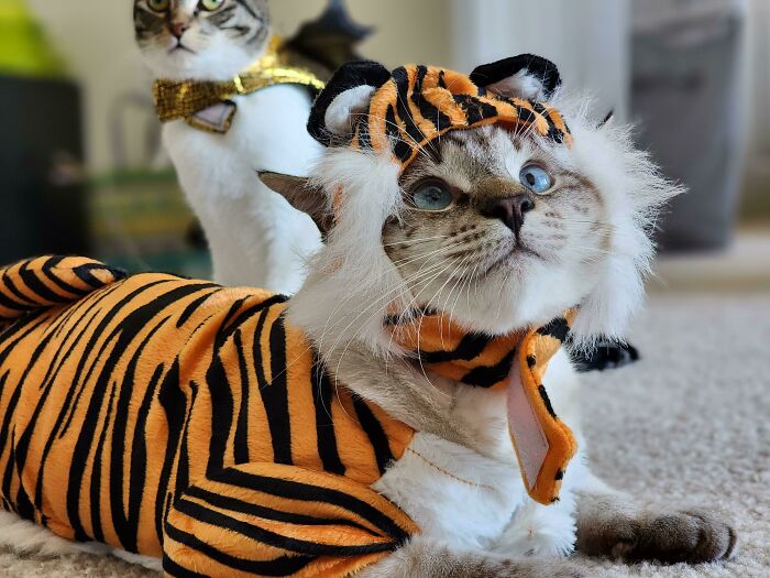 My Little Leopard Is Going As A Tiger This Halloween