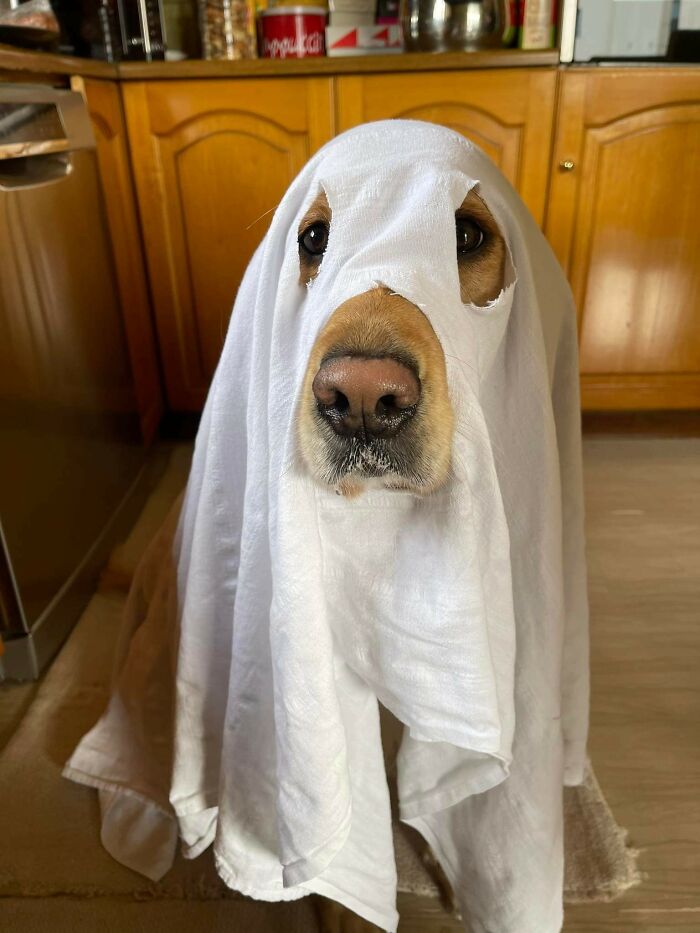 Happy Halloween Everyone From Ms. Ellie