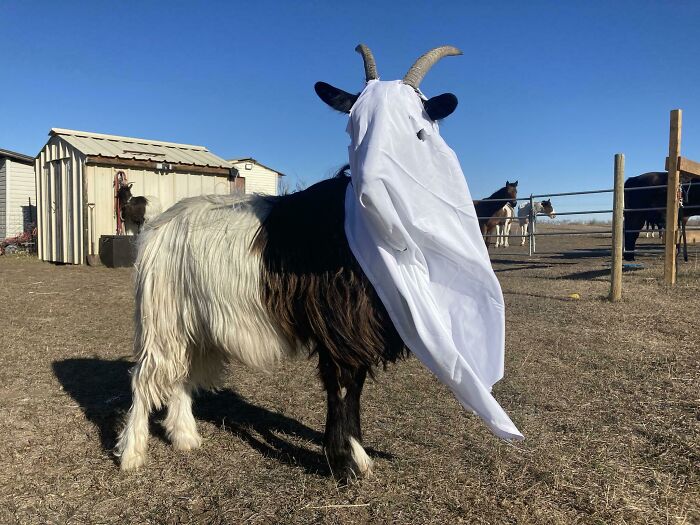 Happy Halloween From A Spooky Goa(S)t