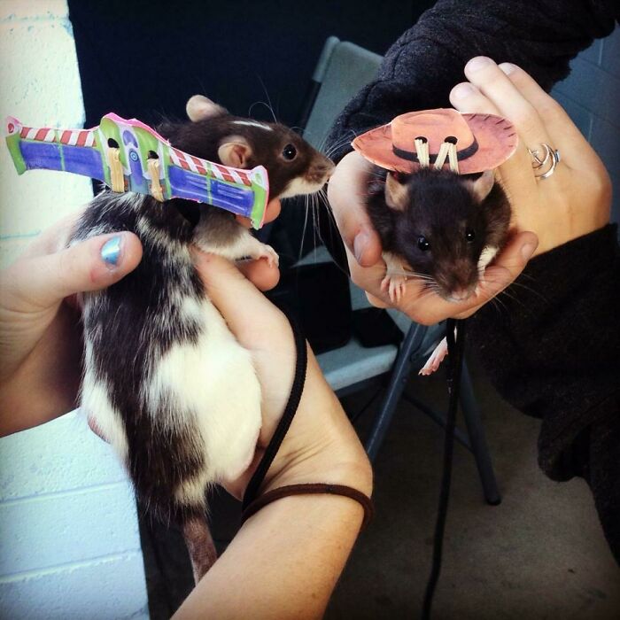 Woody And Buzz Won A Halloween Costume Contest At An Animal Hospital A Few Years Ago