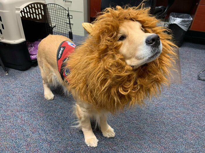 Guess What I Am For Halloween