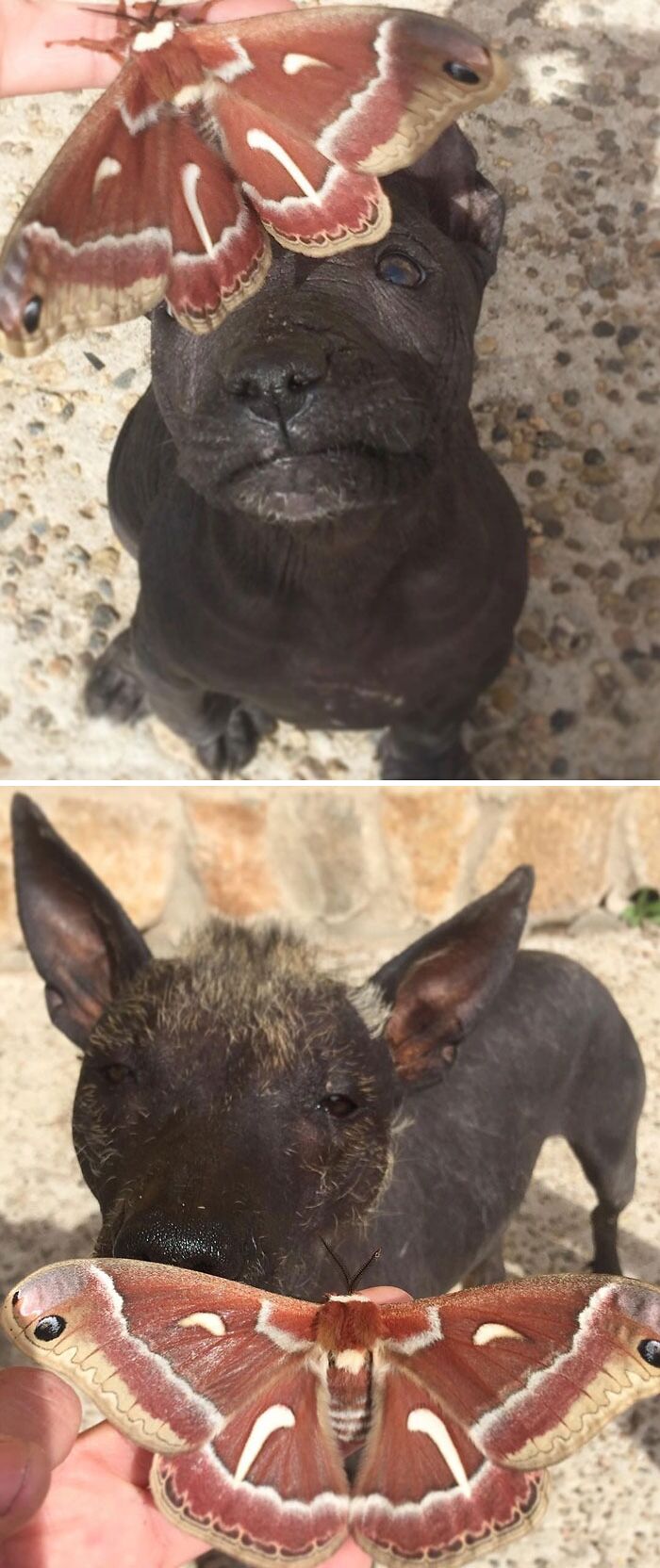 Dog looking at a butterfly