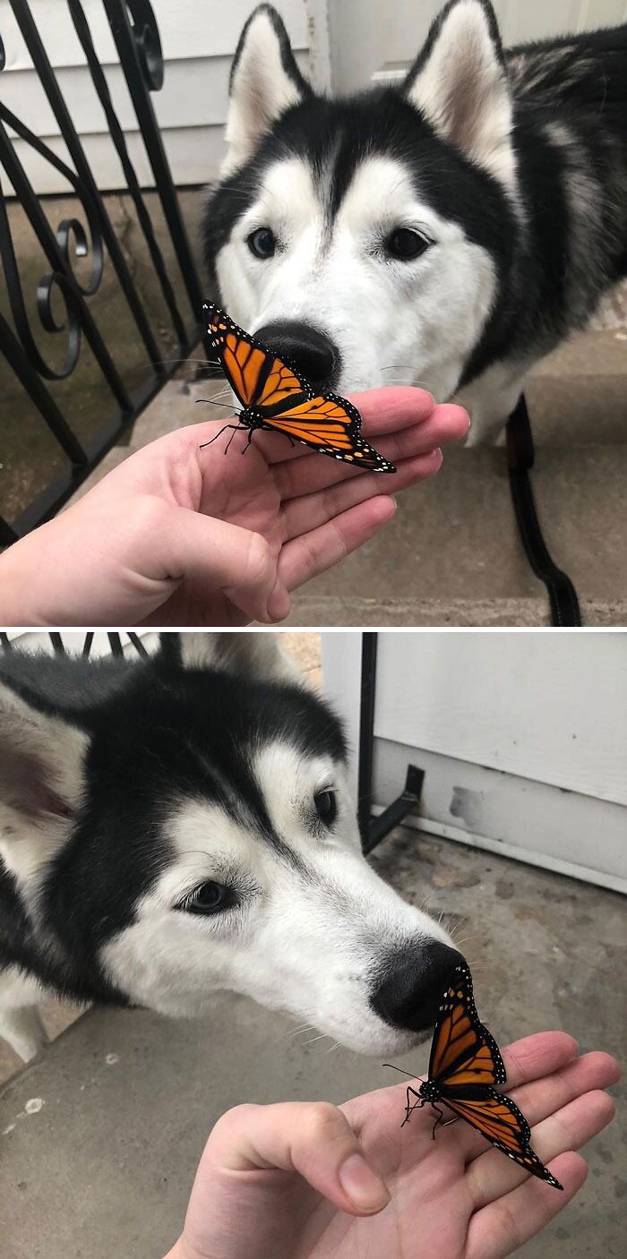Dog looking at butterfly