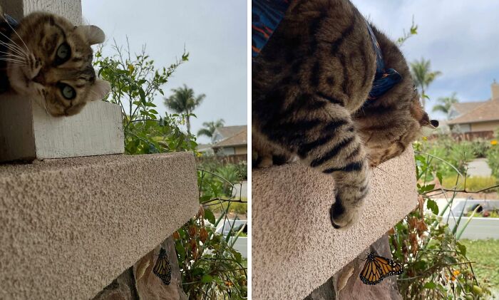 Cat playing with a butterfly