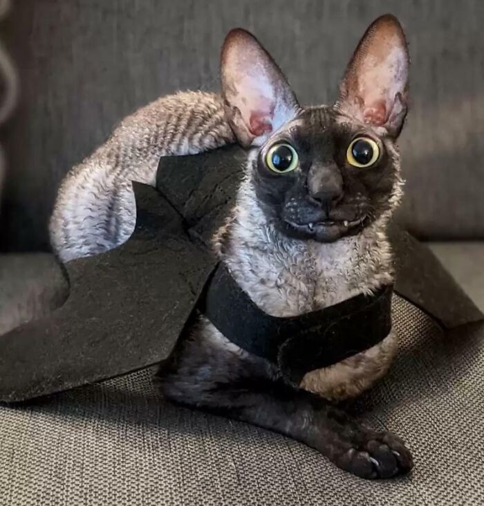 Bat Cat
