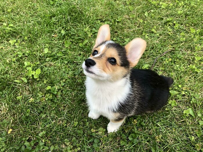 She Has Learned How To “Sit” And I’m So Proud Of Her!