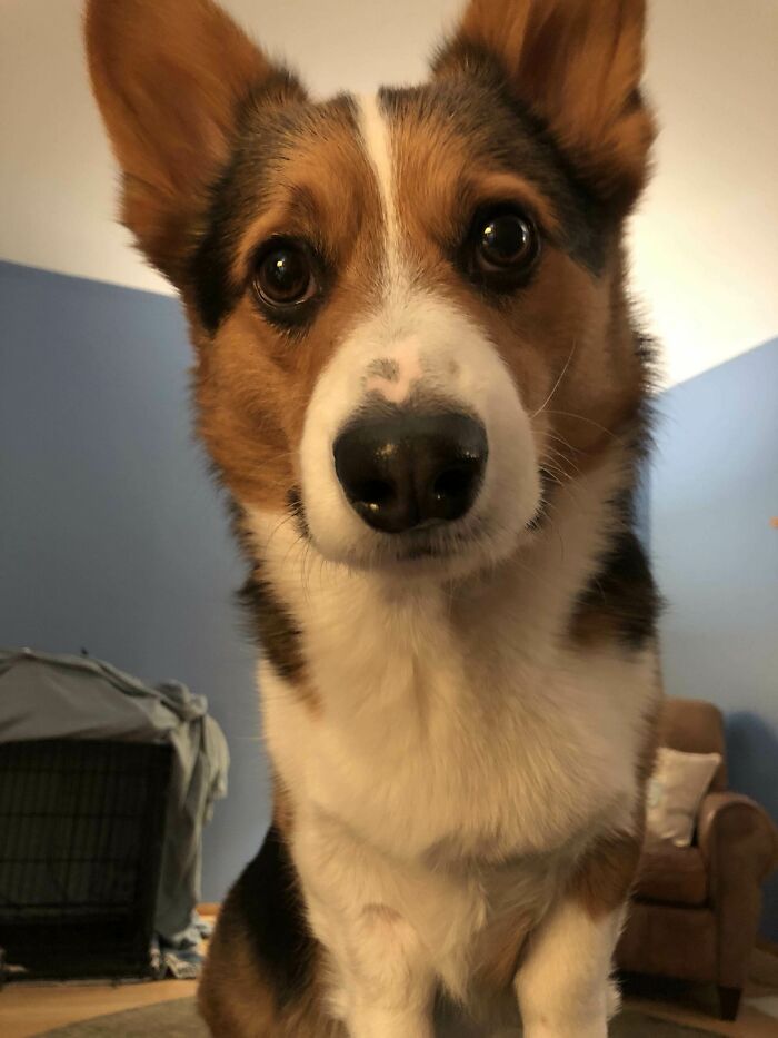 He Gets His Bedtime Treat At 9:30pm. It Is Now 9:35pm And He Is Worried That I Have Forgotten