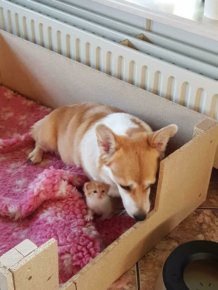 Irma Lost All Her Puppies At Birth So The Owners Found Her A Kitten To Raise And She Is In Love