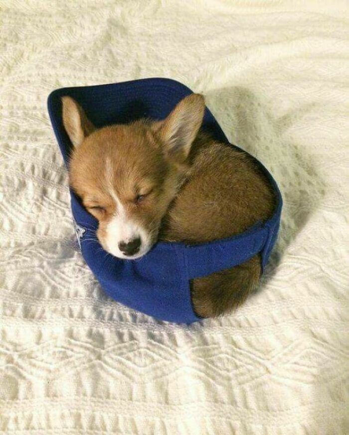 If She Fits, She Sleeps