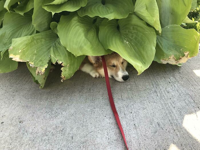 This Is How Gaston Says He’s Done With His Walk